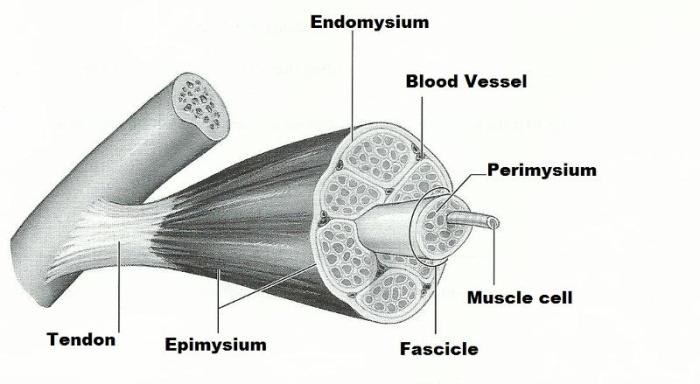 Anatomy microscopic exercise sheet review skeletal muscle organization