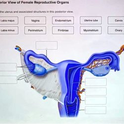 Female reproductive anatomy system histology diagram cow uterus vulva vagina genitalia wiring