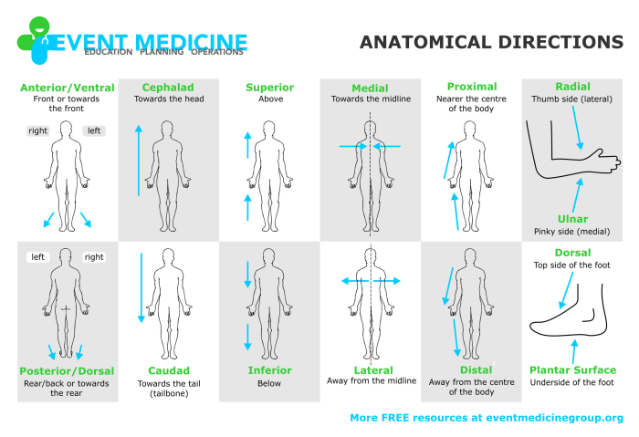 Directional human