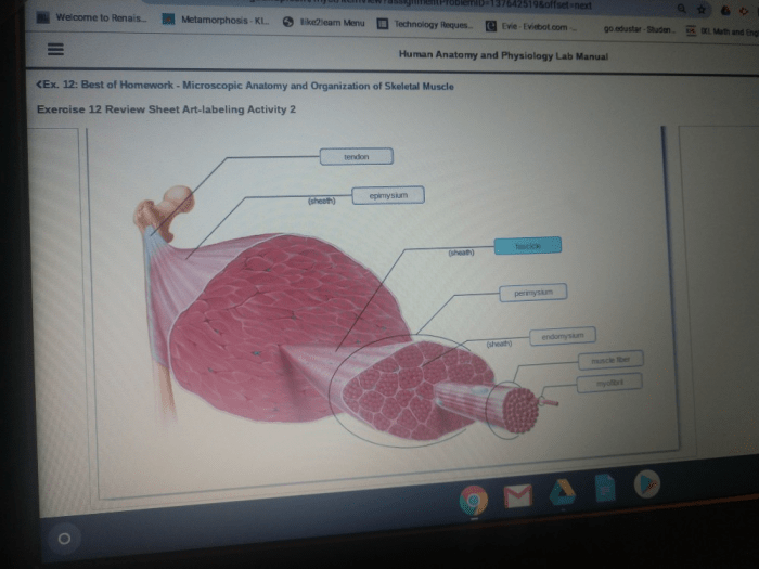 Review sheet 11 microscopic anatomy and organization of skeletal muscle