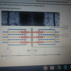 Review sheet 11 microscopic anatomy and organization of skeletal muscle