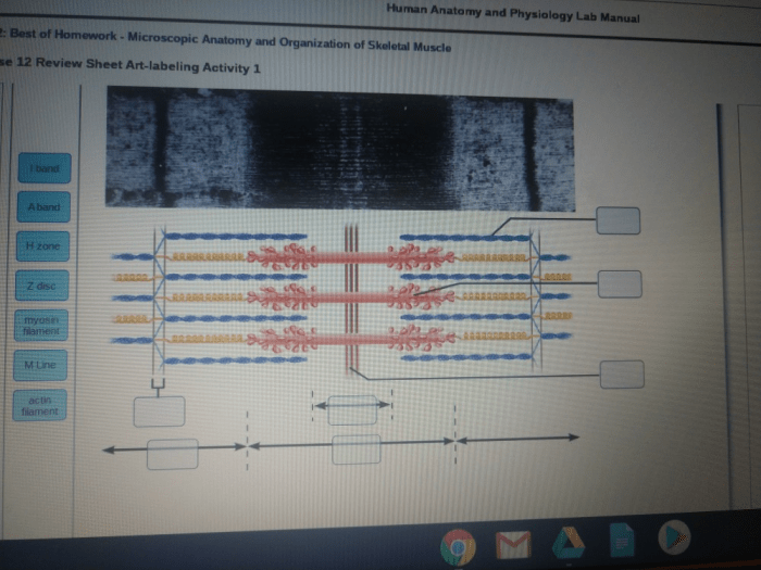 Review sheet 11 microscopic anatomy and organization of skeletal muscle